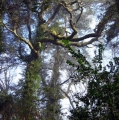 Arboretum