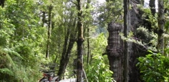 Alerce Costero National Park