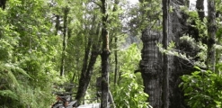 Parque Nacional Alerce Costero