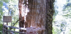 Alerce Costero National Park