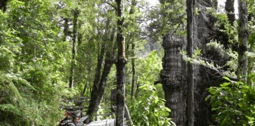 Parque Nacional Alerce Costero