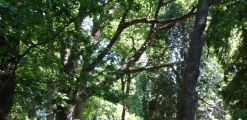 Gallery Santa Ines Park