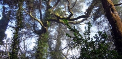 Arboretum