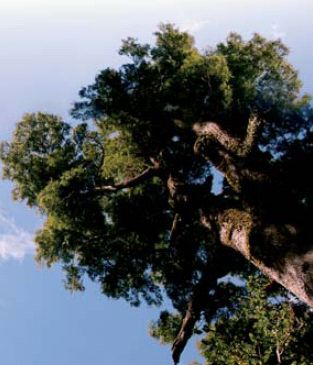 Bosque Valdiviano