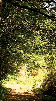 Bosque Valdiviano