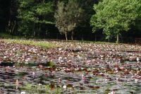 laguna_floor_loto