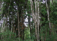 reserva_hulo_huilo