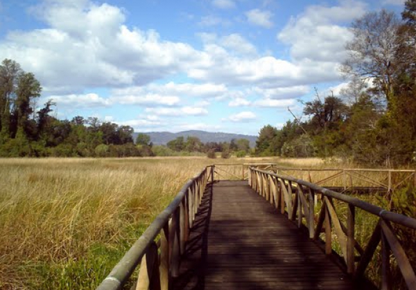 Parque Urbano El Bosque