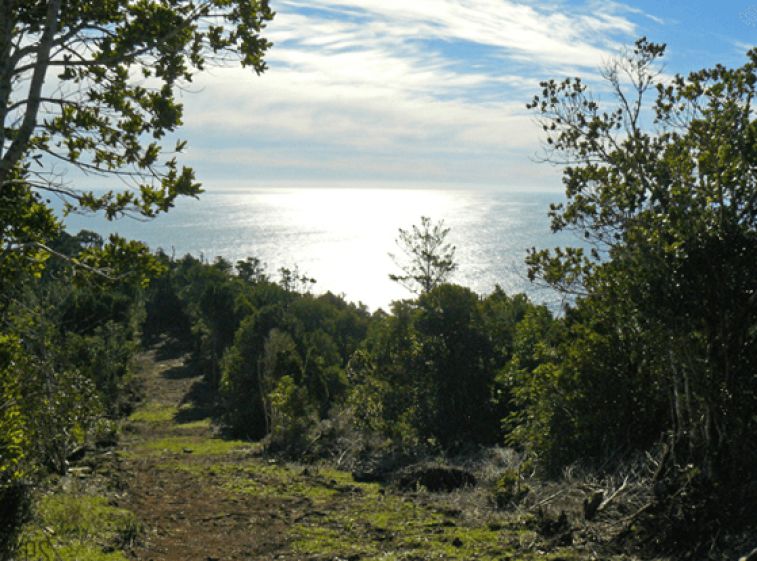 Reserva Punta Curiñanco
