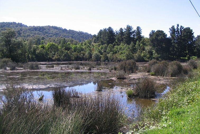 Reserva Periurbana Llancahue