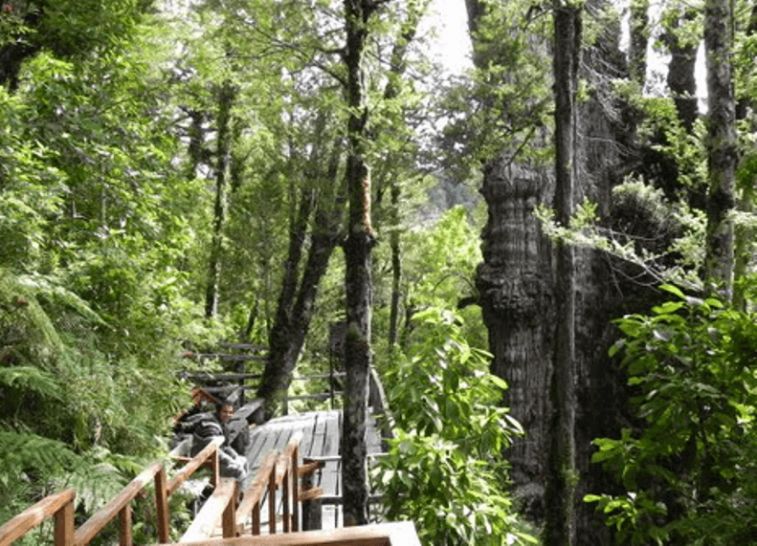 Parque Nacional  Alerce Costero